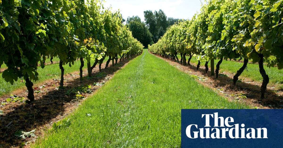 How City high-flyers have helped to fuel UK wine-growing boom