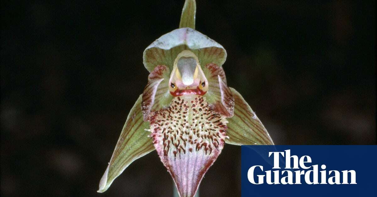 Fewer than 10 of these orchids remain in the wild. Victoria was about to burn them into extinction