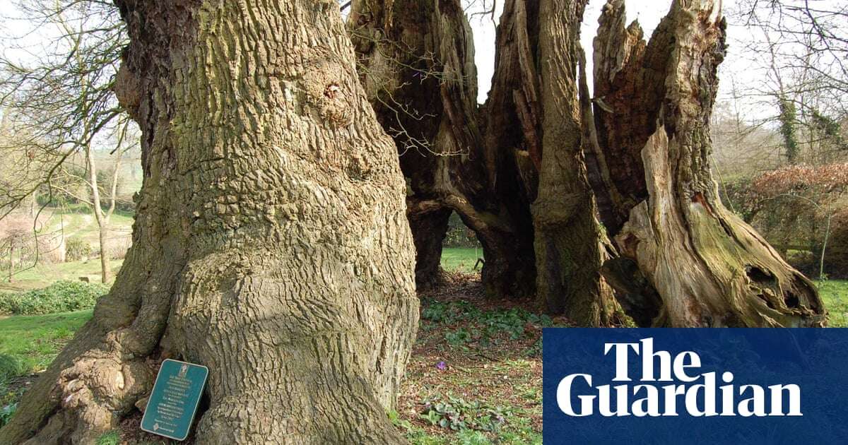 ‘Ingrained in our heritage’: UK’s ancient oaks showcased in Tree of the Year contest