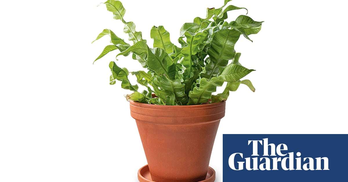 Houseplant clinic: how do I rid my plants of tiny flies?