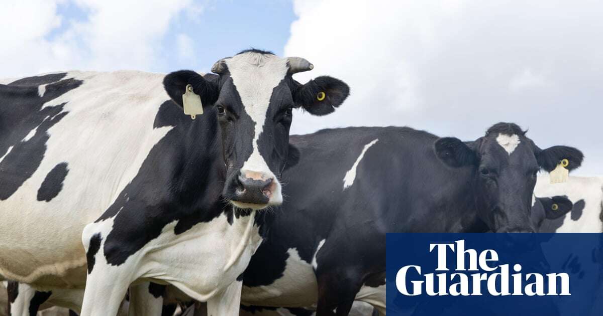 Conspiracy theory on methane-cutting cow feed a ‘wake-up call’, say scientists