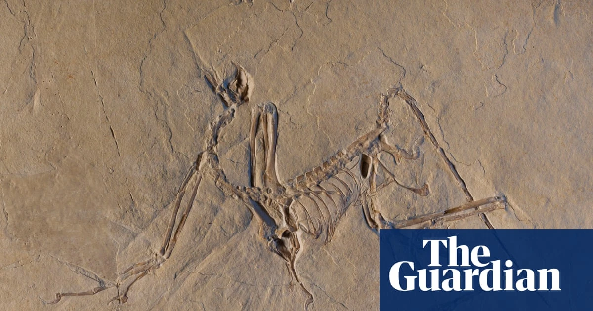 The dinosaurs who survived the asteroid – podcast