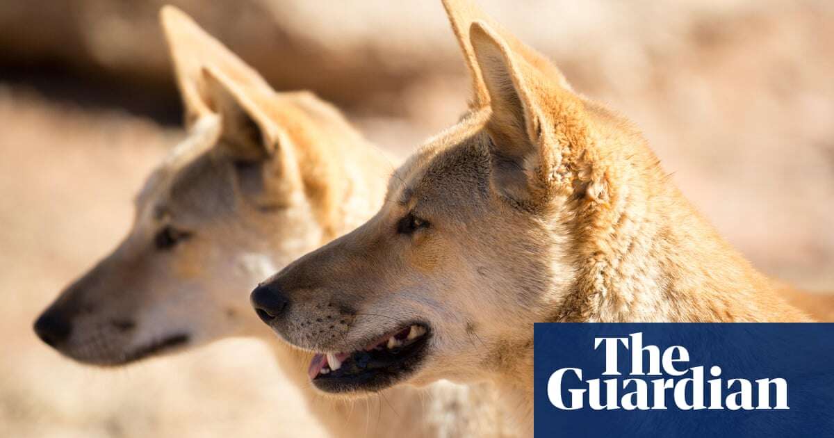 Modern-day dingoes already established across Australia thousands of years ago, research finds