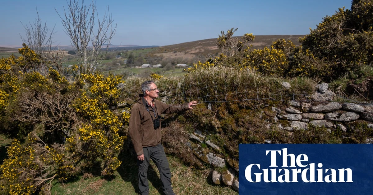 Like the Ritz for wildlife: the joy of recreating England’s ancient hedges