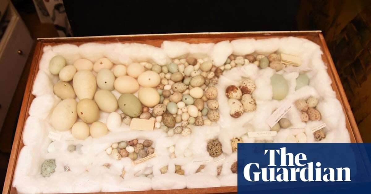 Police seize 6,000 illegal wild birds’ eggs as raids net largest haul in UK history