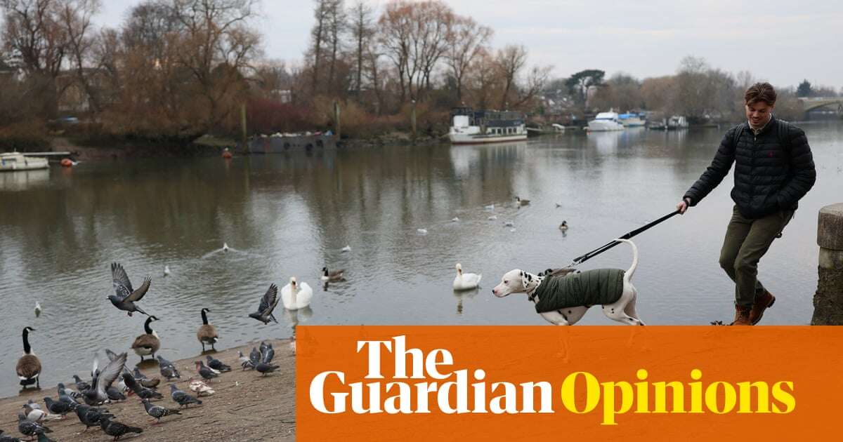 Flea treatments are turning our pets into an environmental hazard – there has to be a better way | Sophie Pavelle