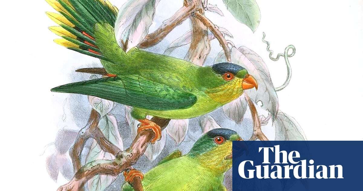 ‘It can feel like a detective story’: birders asked to help find 126 ‘lost’ bird species