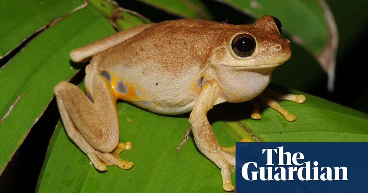 Laughing frog and David Attenborough worm among 750 new species recognised in Australia