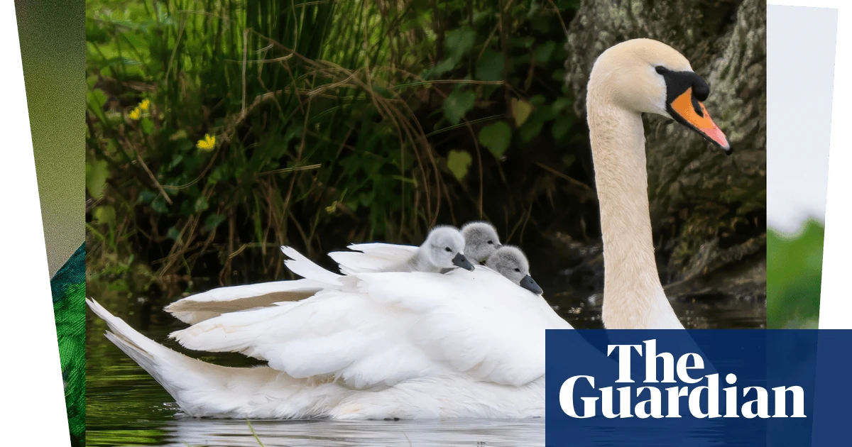 Week in wildlife: hitchhiking cygnets, a criminal duck and hopping hares