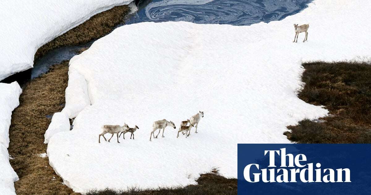 ‘Straight in harm’s way’: can Trump open up Alaska’s 19m-acre refuge for drilling?