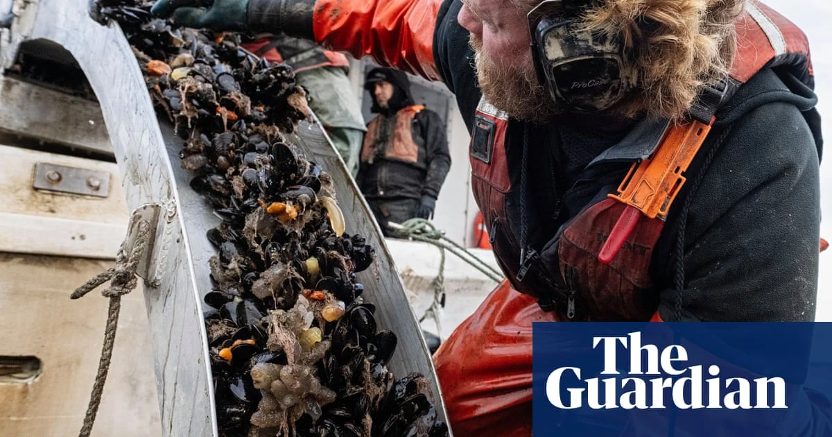 Something in the water: how kelp is helping Maine’s mussels boom