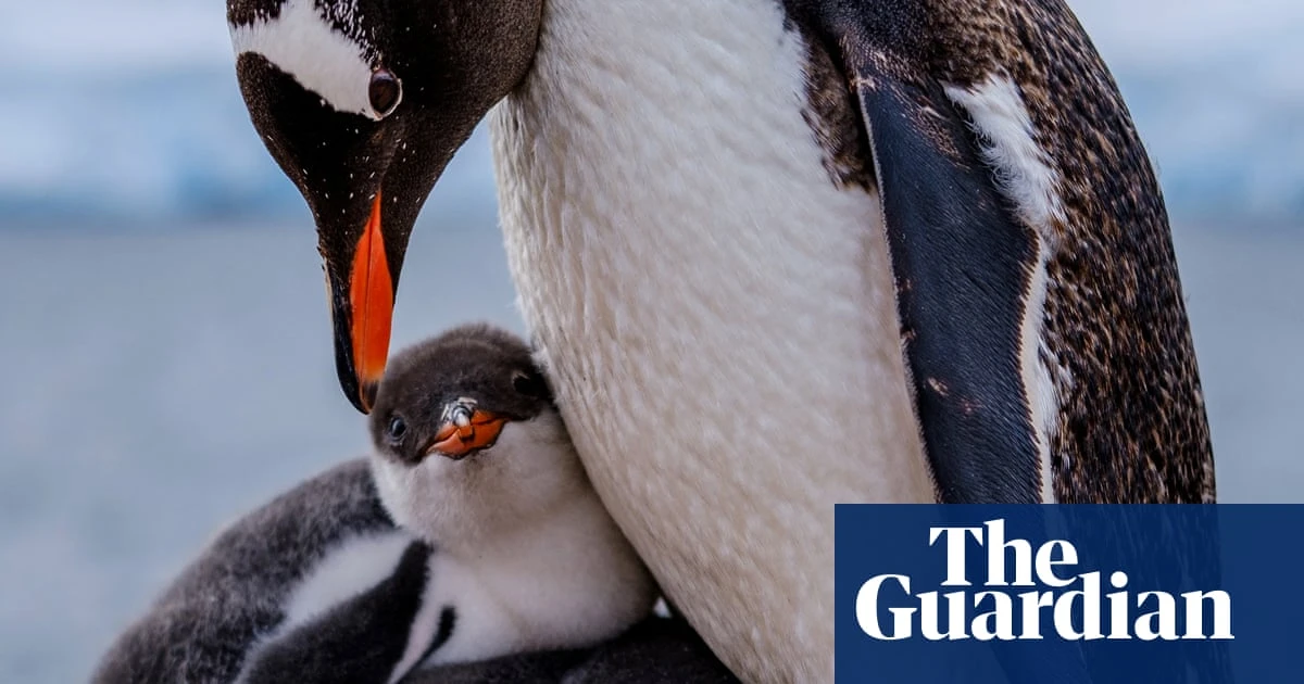 Week in wildlife: harvest mice, a basking hippo and a hungry egret