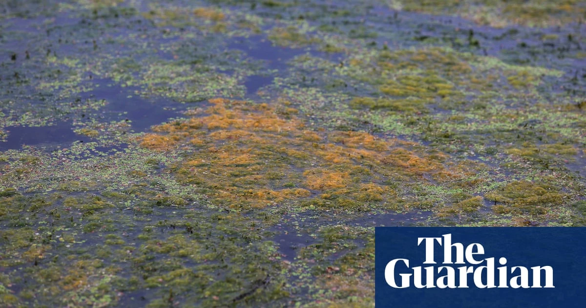 ‘Like the flip of a switch, it’s gone’: has the ecosystem of the UK’s largest lake collapsed?