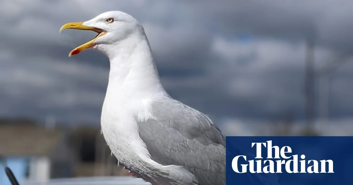 Worth a shout? Yelling is best way to deter gulls, UK study suggests
