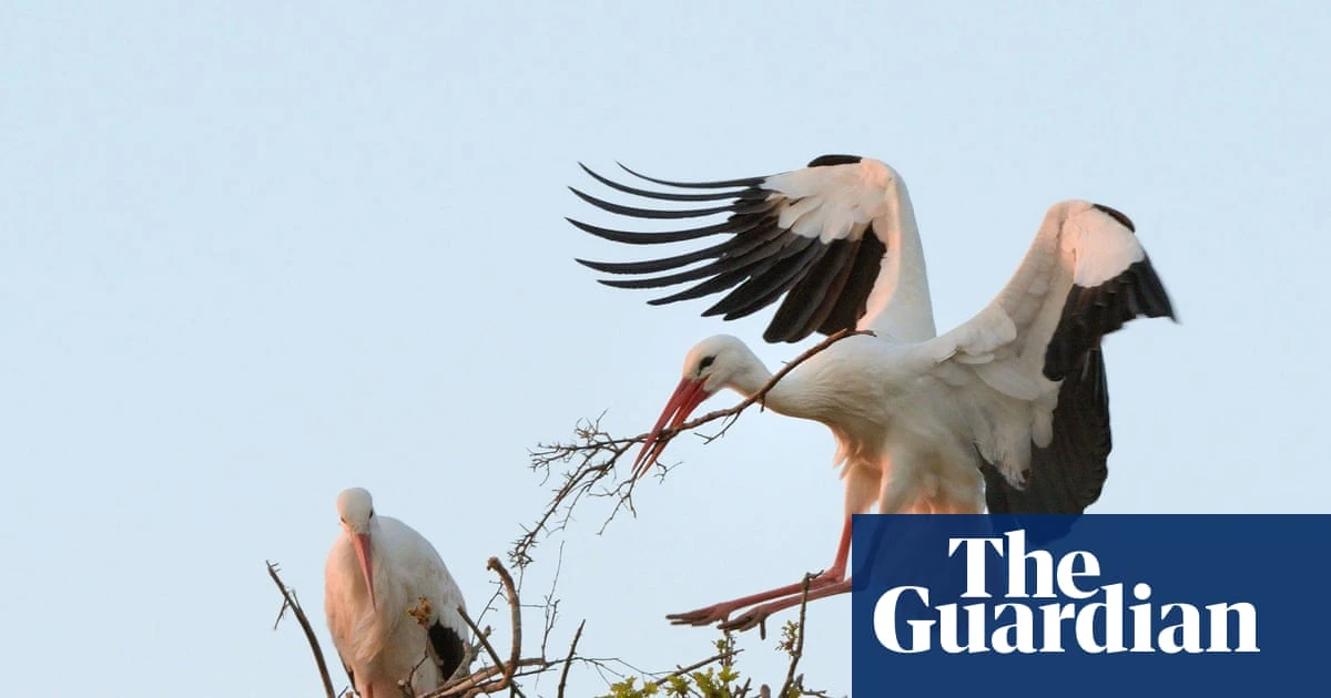 Rewilding group to assess possible return of white storks to London