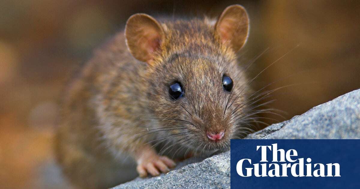 Rats may have power of imagination, research reveals