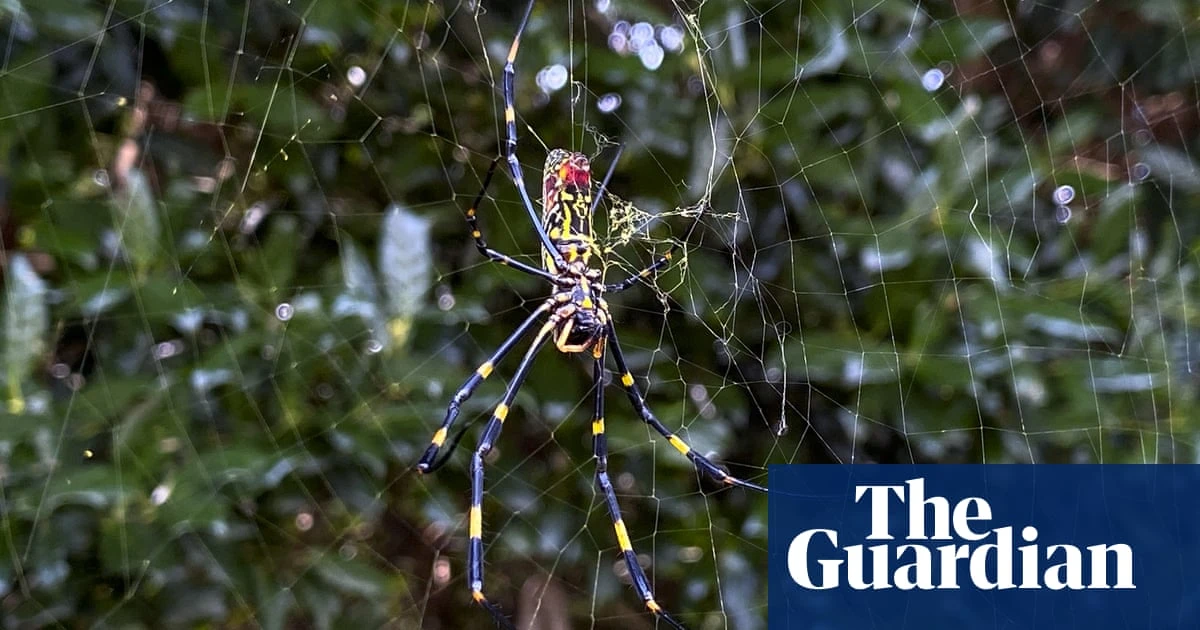 Giant, invasive joro spiders to spread on US east coast – but pose no huge threat