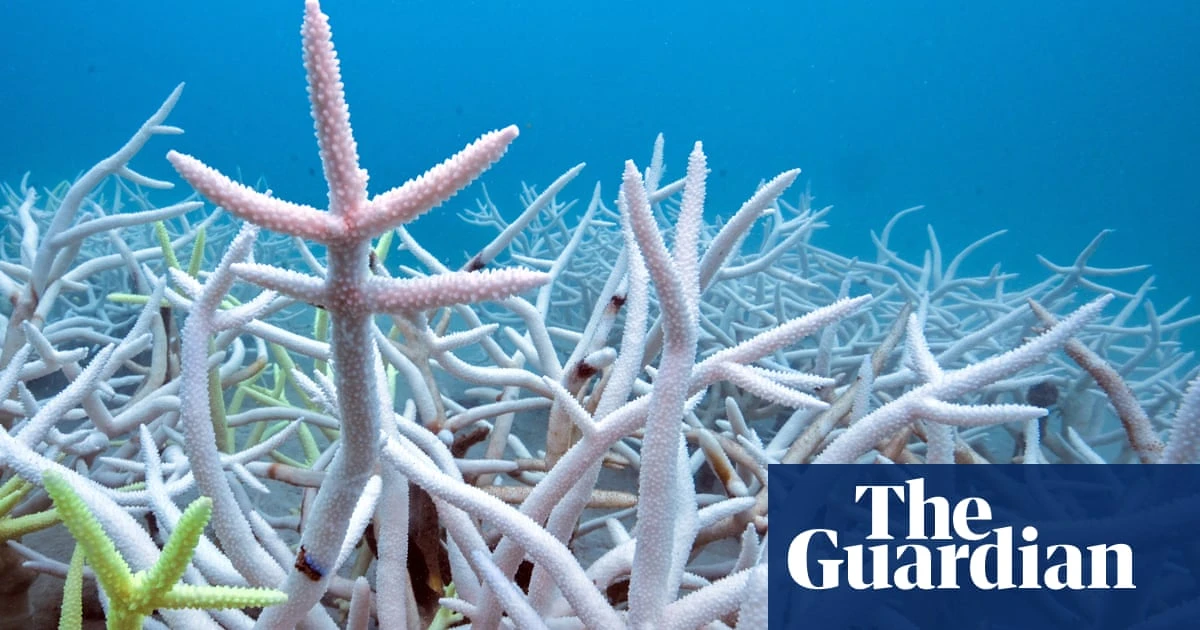 Tracing the worst coral bleaching event in recorded history – video