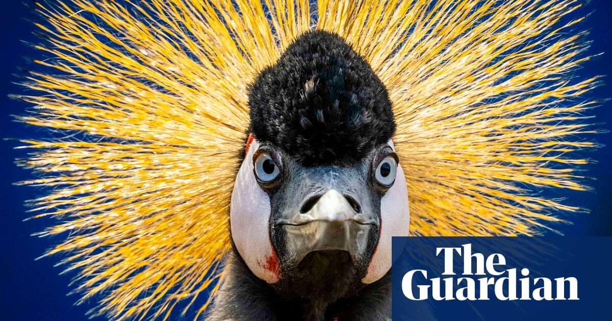 Week in wildlife – in pictures: a majestic crane, a clumsy owlet and sleepy seals