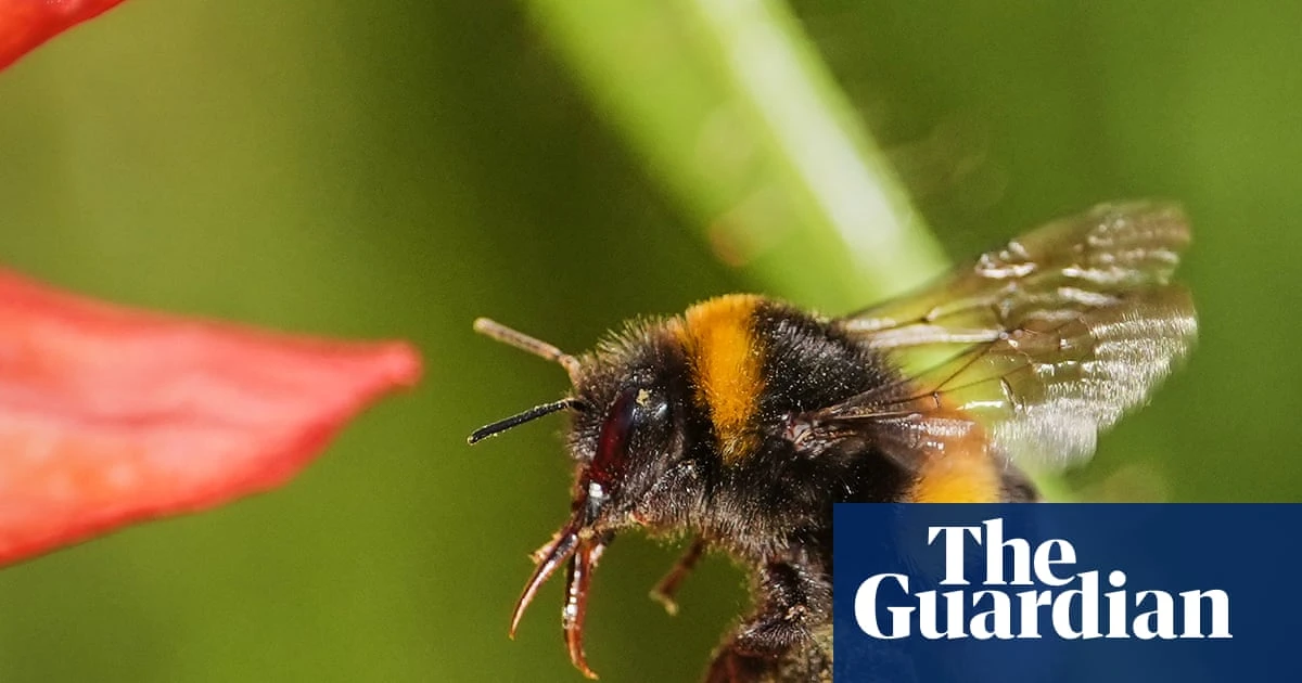 ‘They surprise me every time’: bees can use tools to solve problems, study finds