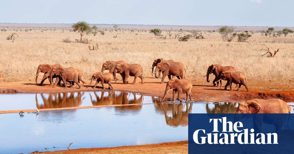 The bee project helping to tackle elephant-human conflict in Kenya – in pictures