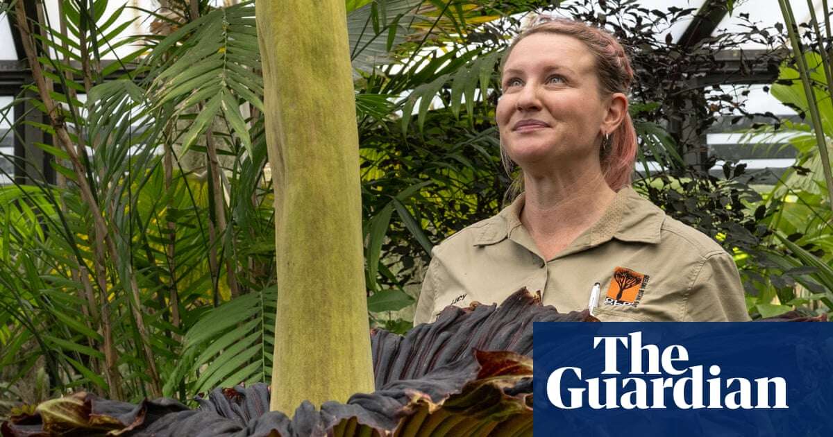 'A horrific smell': Geelong's corpse flower blooms – video