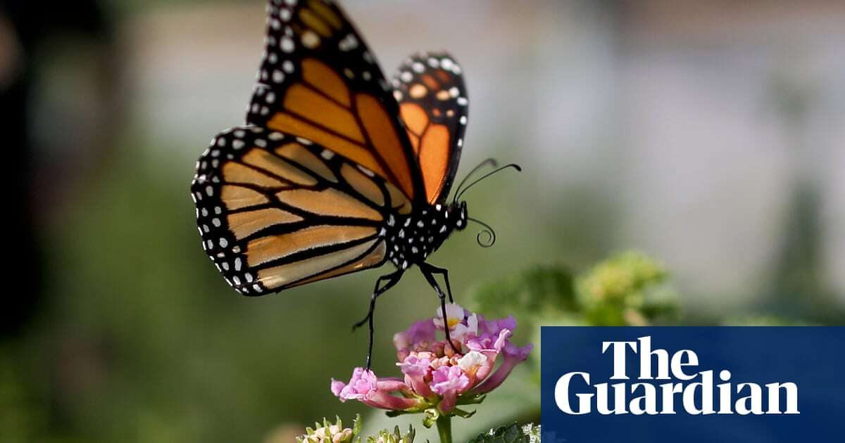 Monarch butterfly numbers plummet in US west coast winter habitats