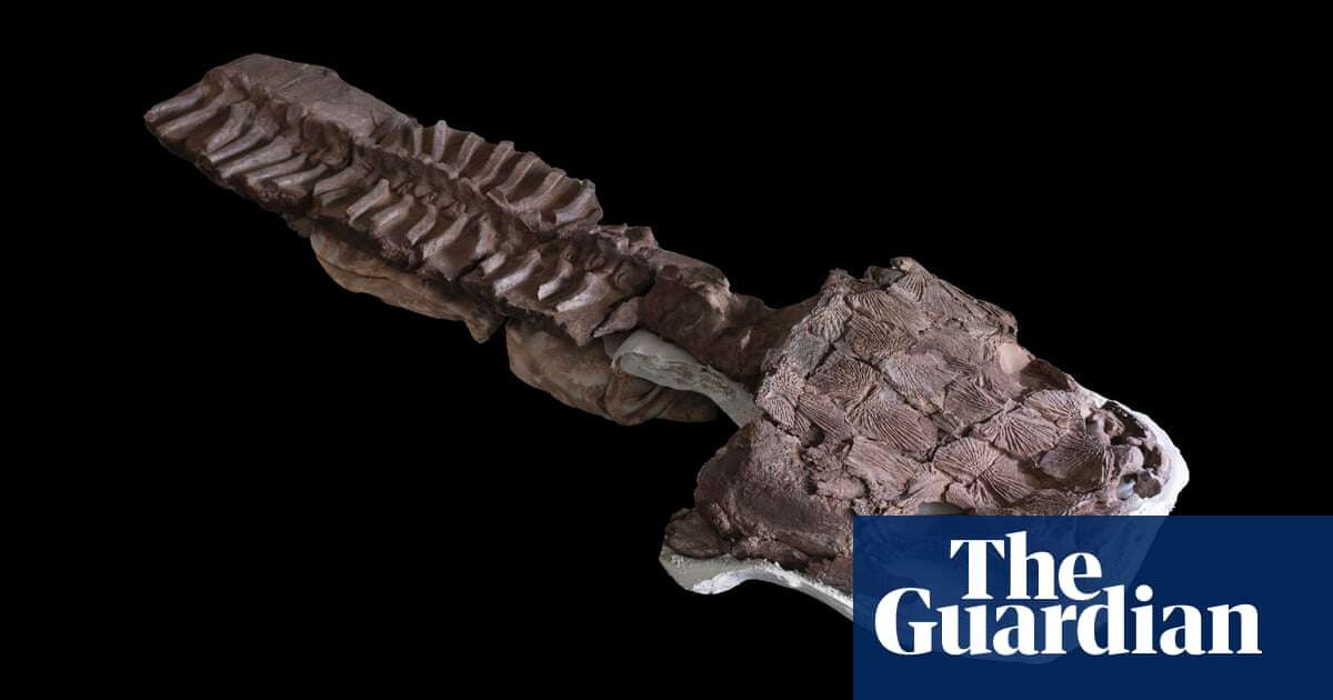 Fangs and toilet seat-shaped head: giant salamander-like fossil found in Namibia