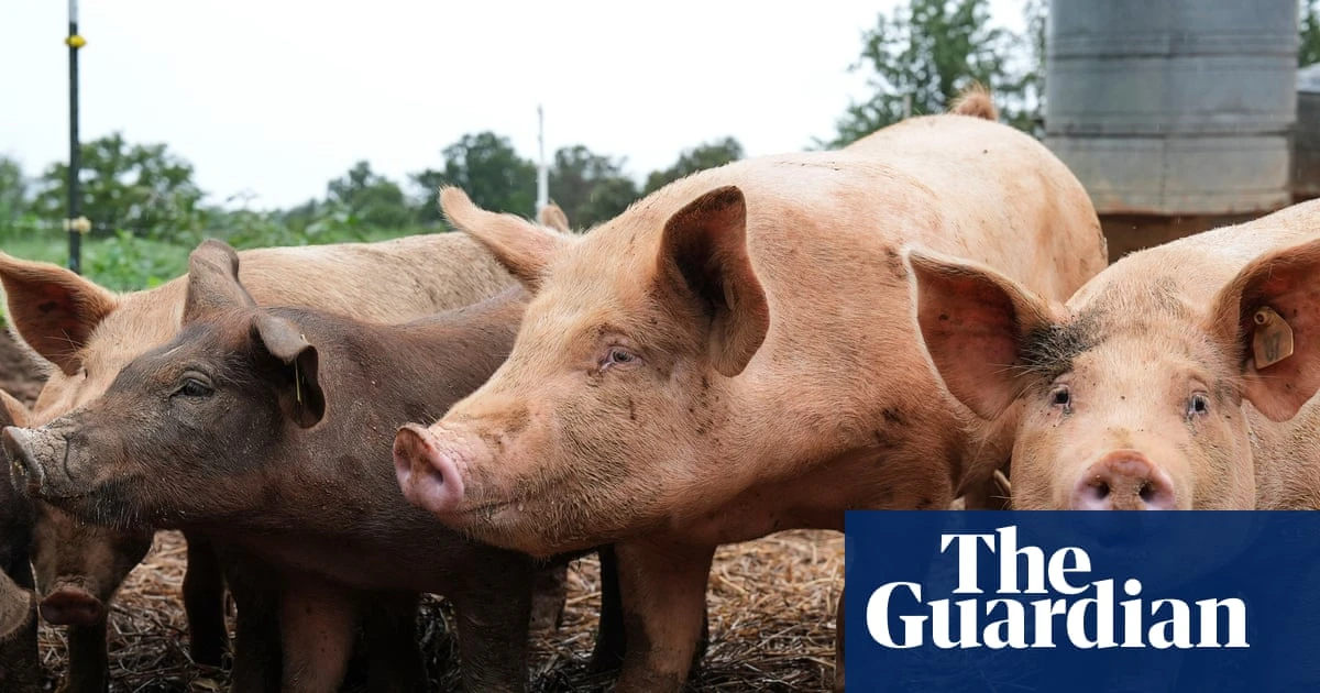 Antibiotics use in livestock could rise by a third in next 15 years, UN report warns