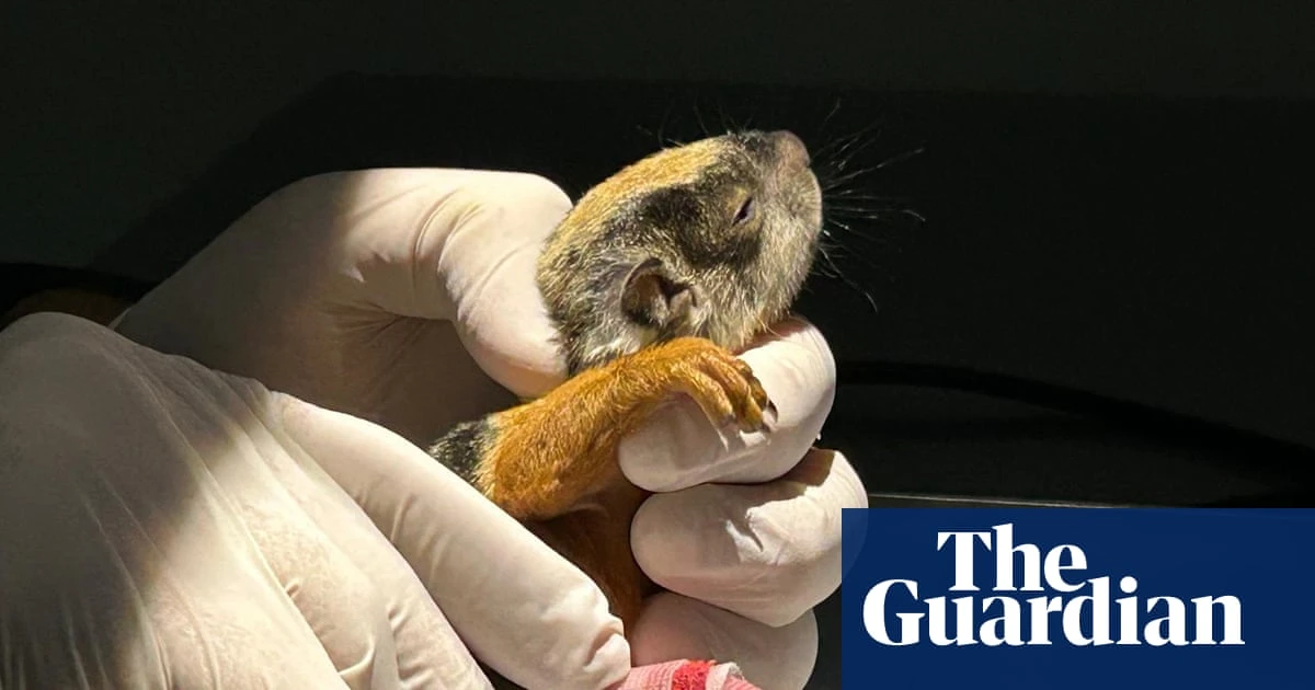 Week in wildlife: a squirrel with a splint, hungry hyenas and a great white shark