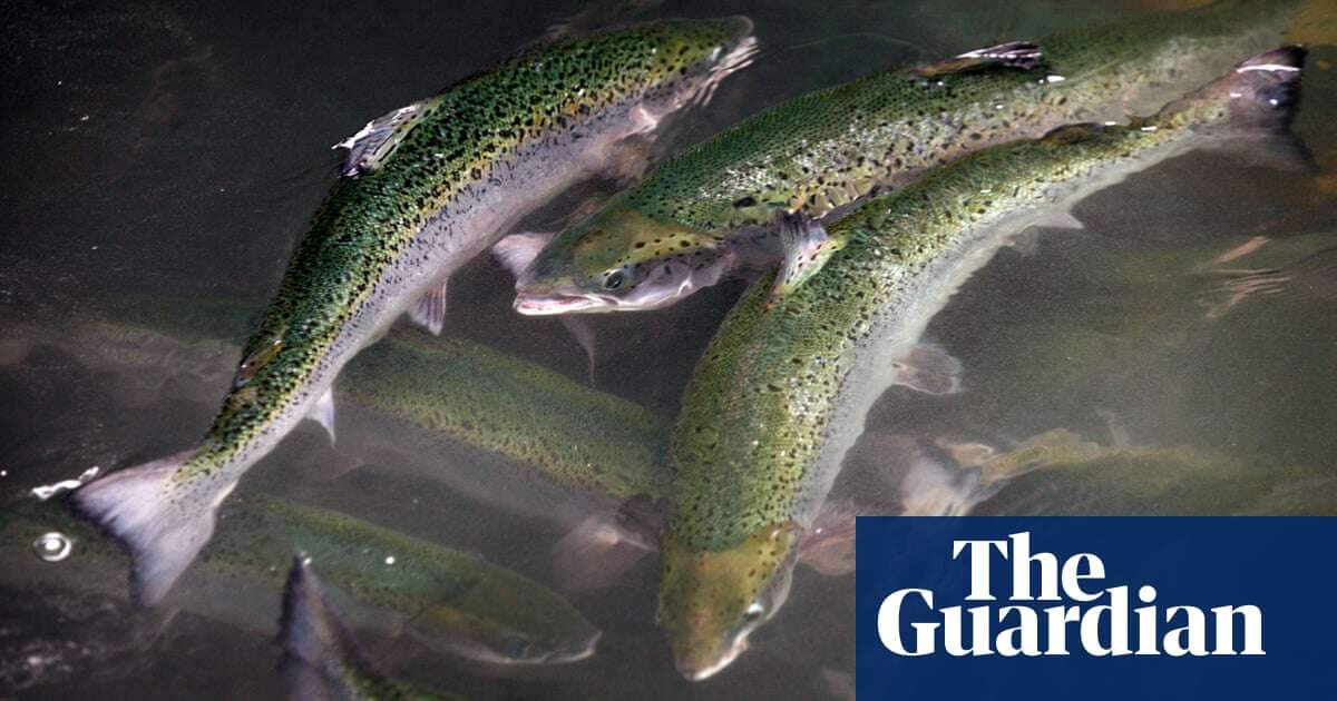 More than 1m farmed salmon die at supplier to leading UK retailers