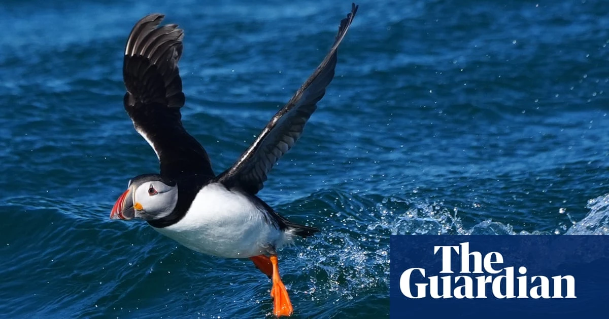 ‘Last chance saloon’: the scramble to save Dorset’s vanishing Purbeck puffins