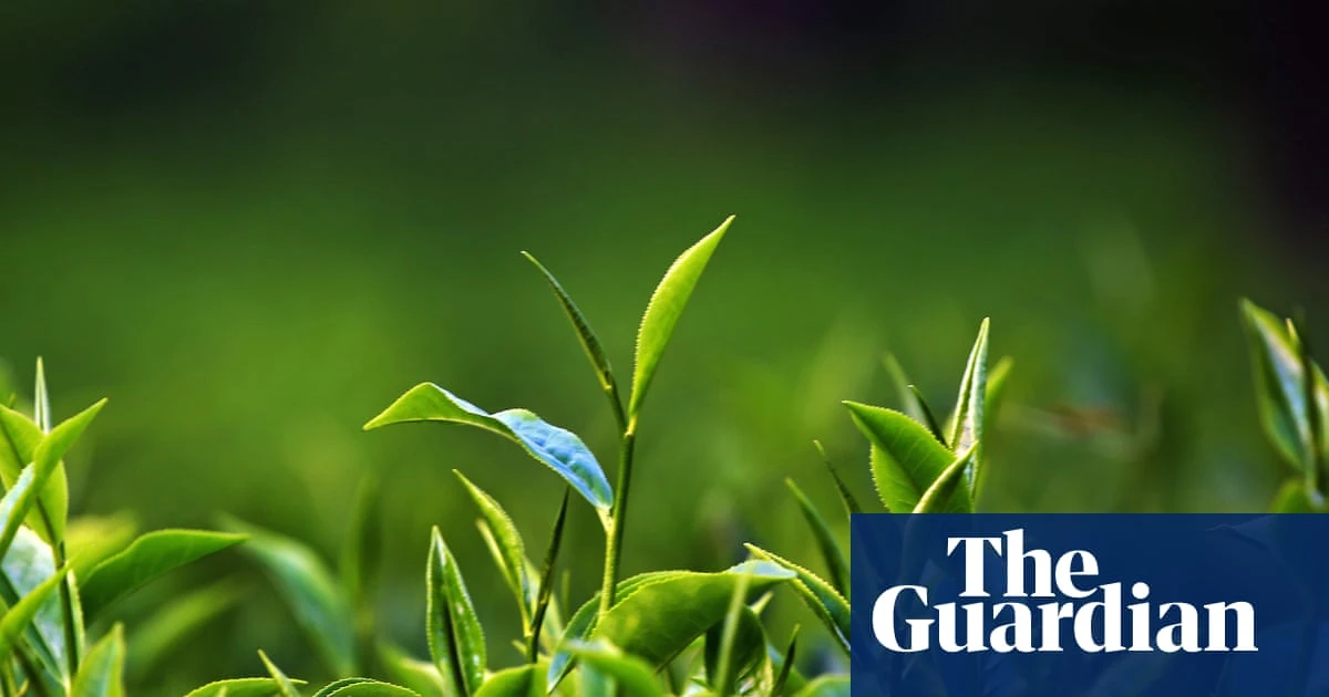 Revisited: A Scottish tea mystery, episode one – green shoots