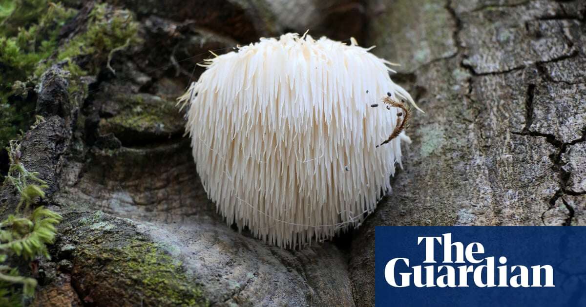 Mushroom magic? M&S introduces ‘shots’ said to bring you up – or down