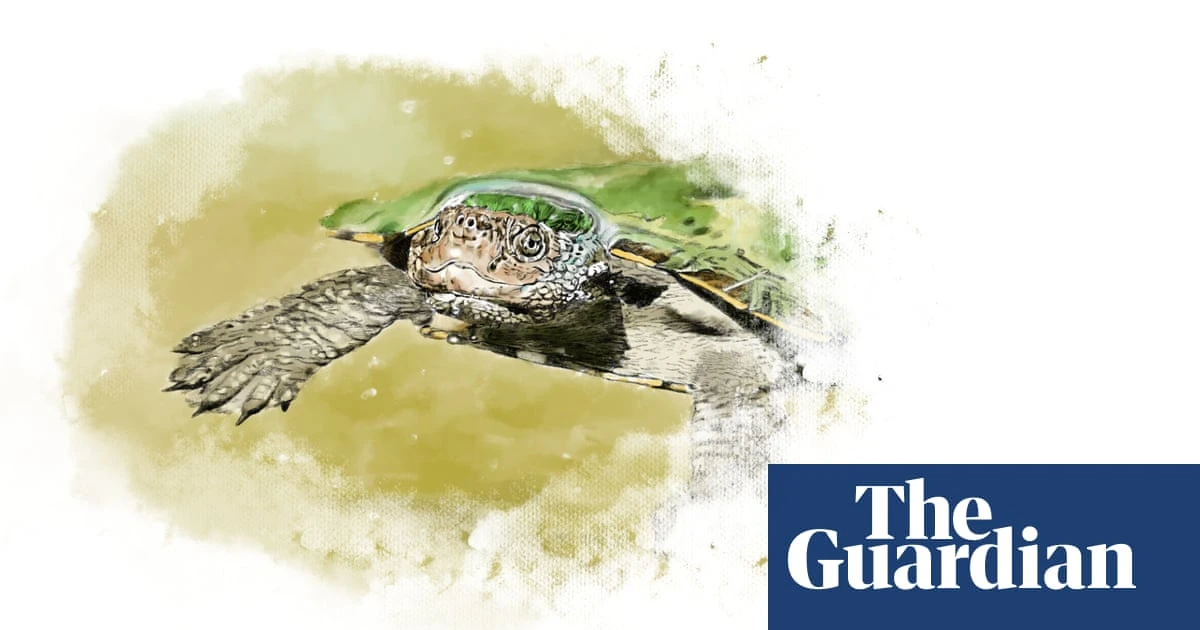 ‘Every year matters’: Queensland’s critically endangered ‘bum-breathing’ turtle battles the odds