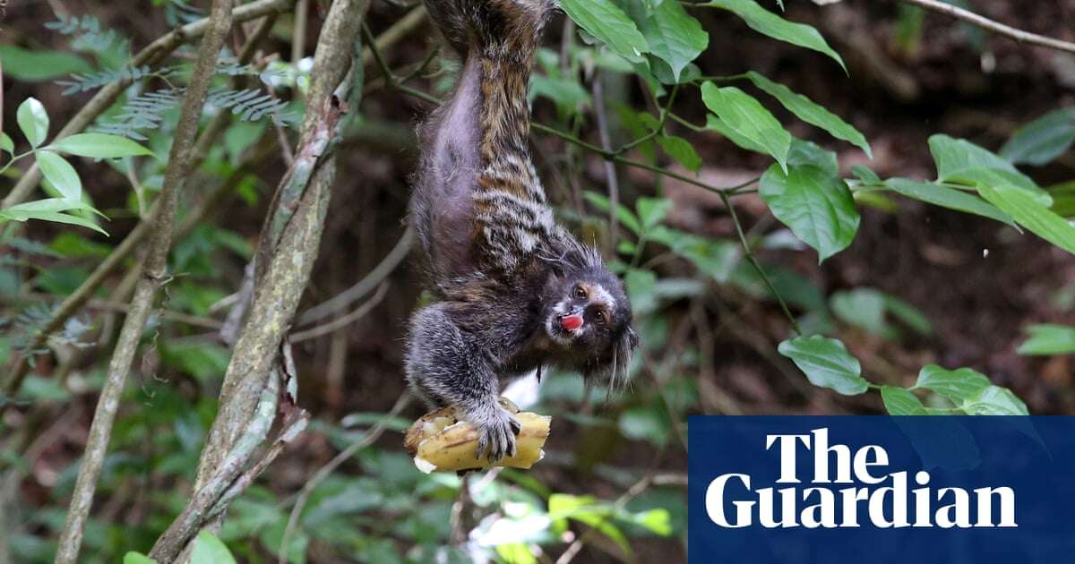 Week in wildlife in pictures: a dangling marmoset, rare leopard babies and an eyelash snake