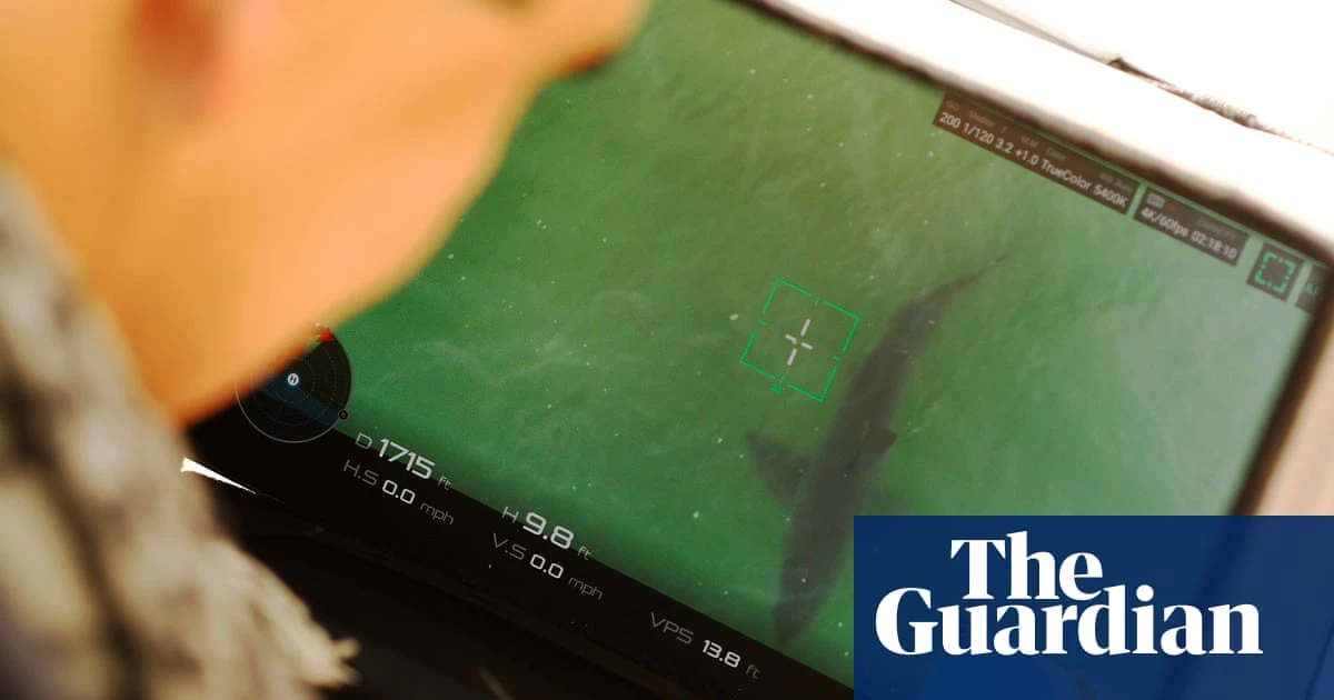 Drones are detecting more sharks at US beaches but do they make public safer?