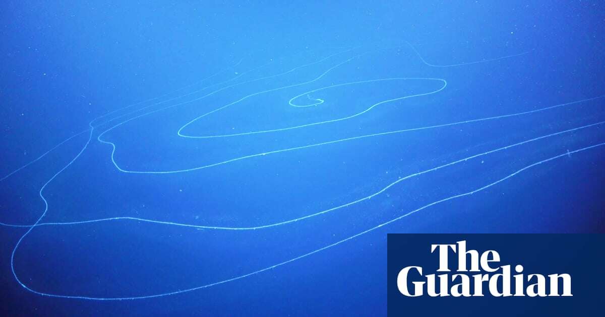 Biology Discovered in the deep: is this the world’s longest animal?