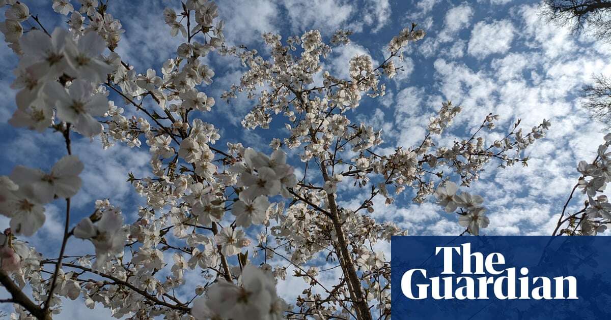 Simon Armitage releases spring-themed poetry collection celebrating blossom