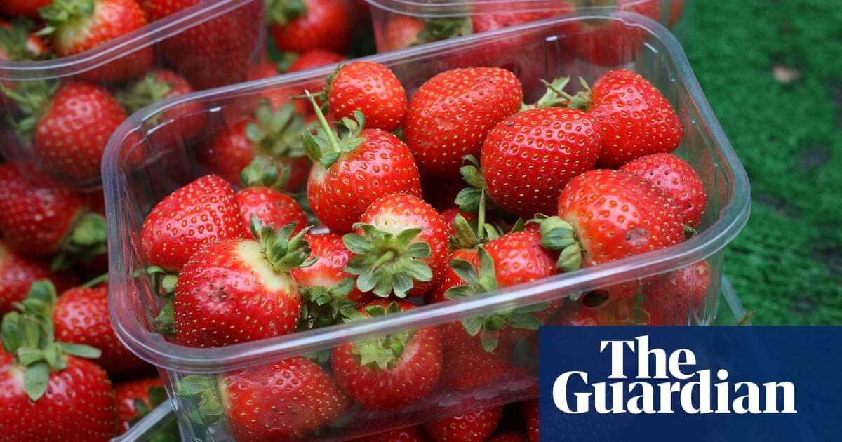 Juice: Wimbledon tennis fans may savour bigger strawberries after wet weather