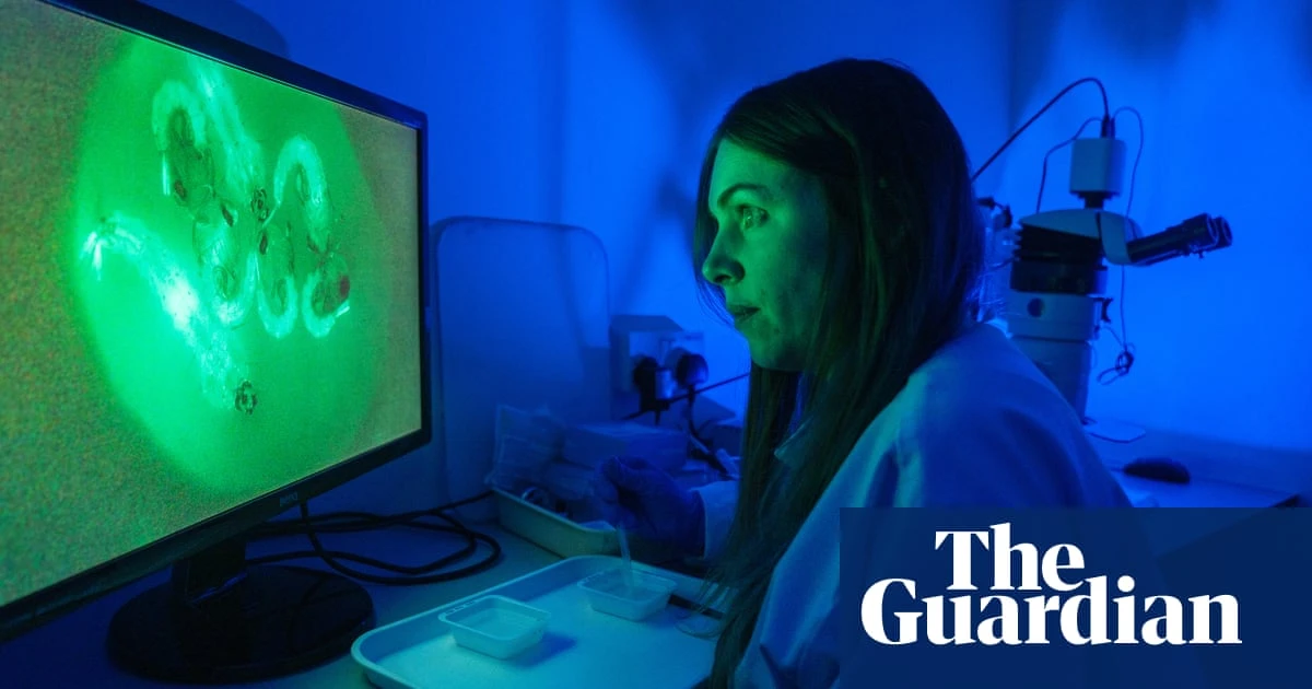 GM mosquitoes: inside the lab breeding six-legged agents in the war on malaria