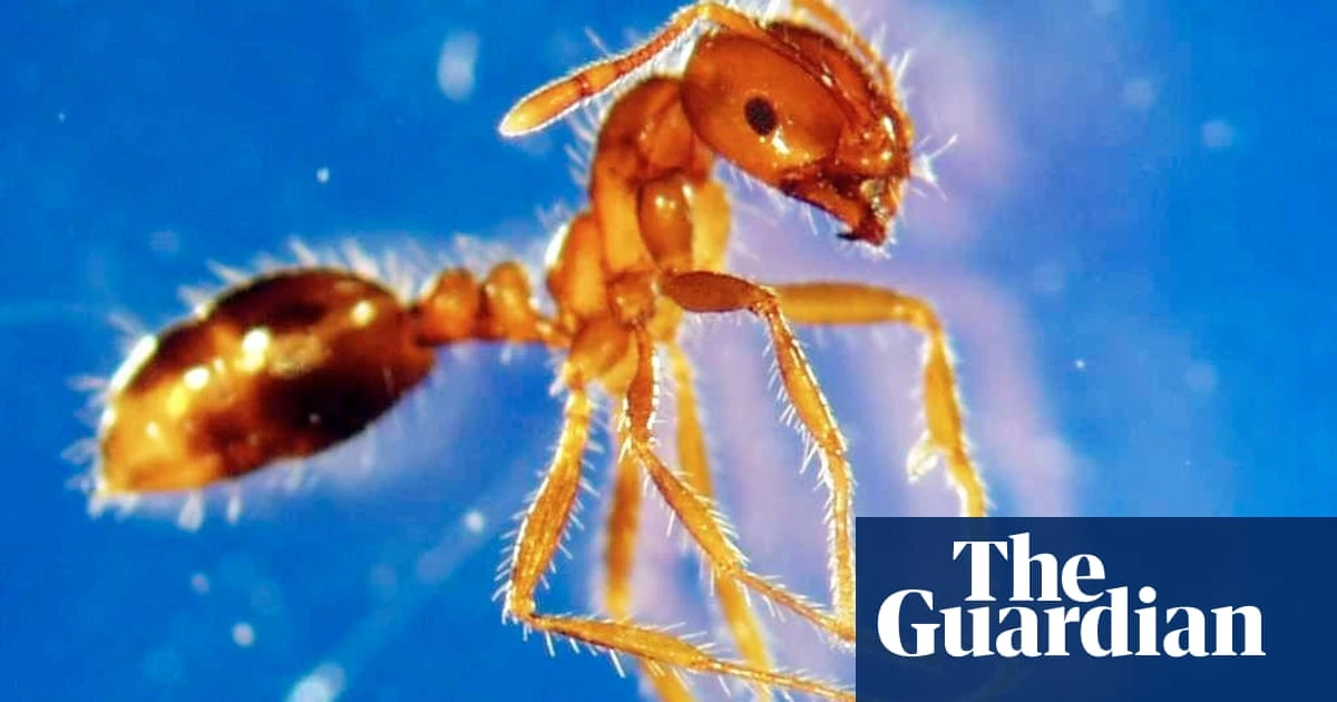 Fire ant crackdown: turf from Queensland must be chemically treated when laid in NSW