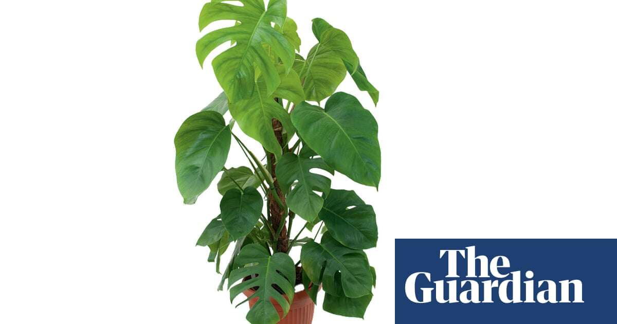 Houseplant clinic: why is my monstera turning yellow?