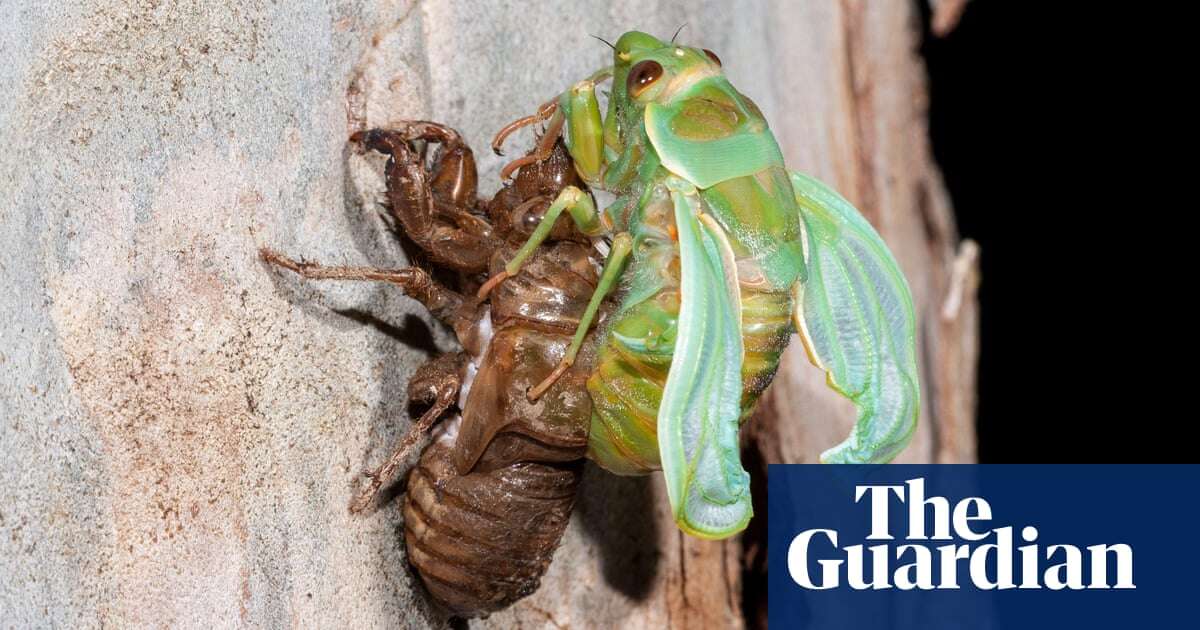 All the buzz: chorus of ‘deafening’ cicadas to soundtrack Australian summer