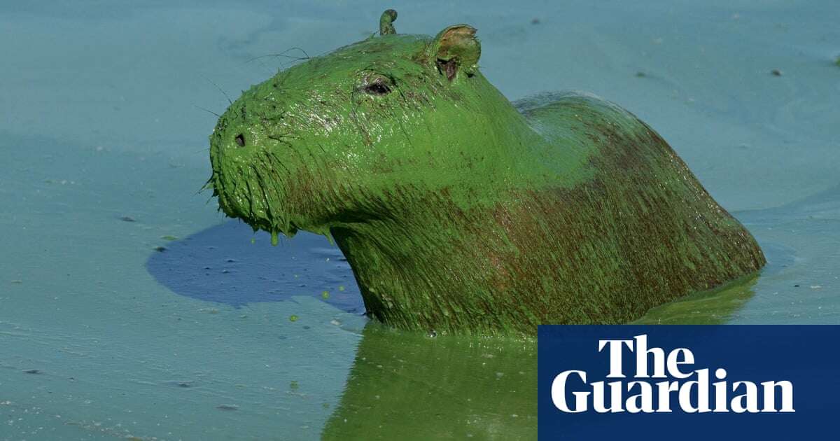 Week in wildlife: slimy capybaras, mating frogs and a rescued monkey