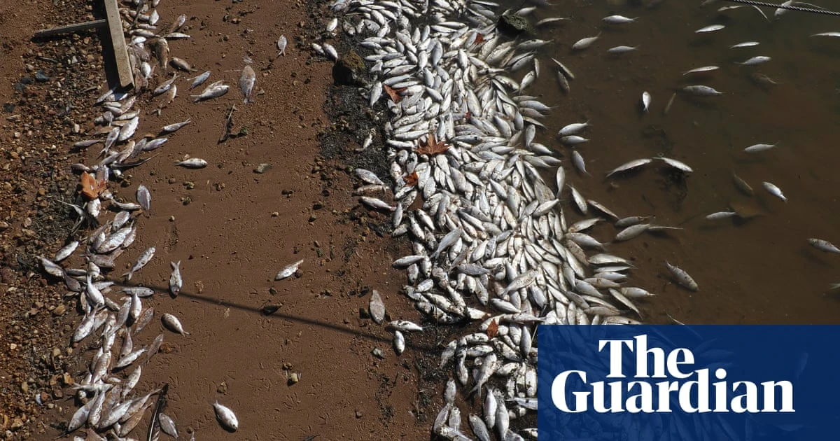 Cold weather blamed for killing thousands of bony herring in central west NSW lake