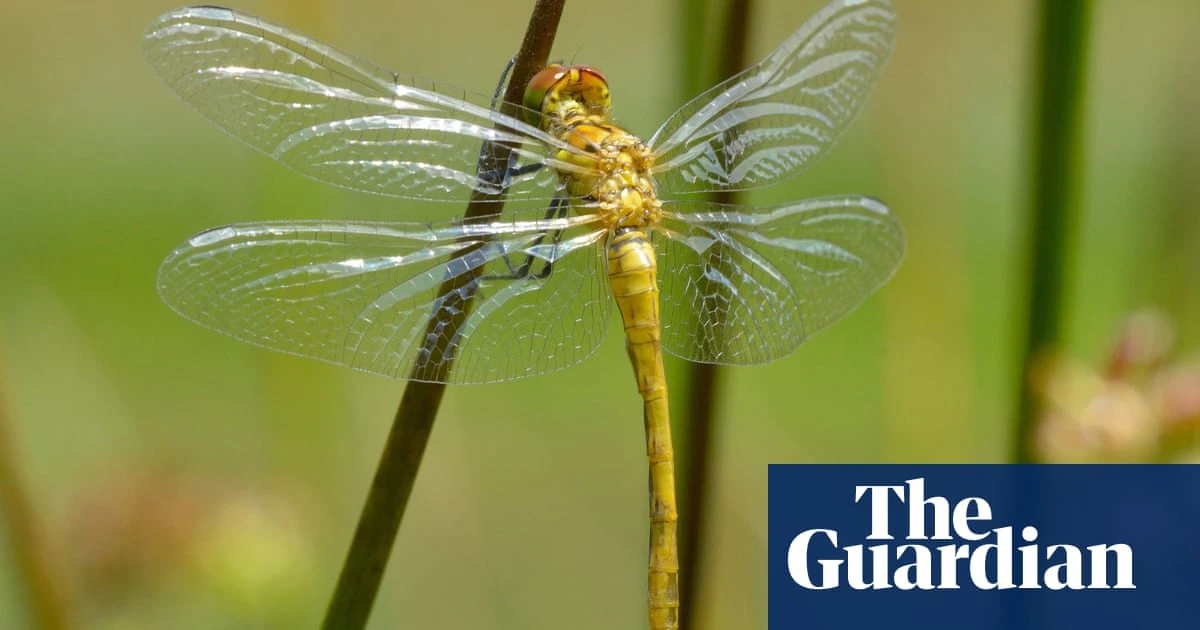 Norfolk Hawker dragonfly no longer endangered, scientists say