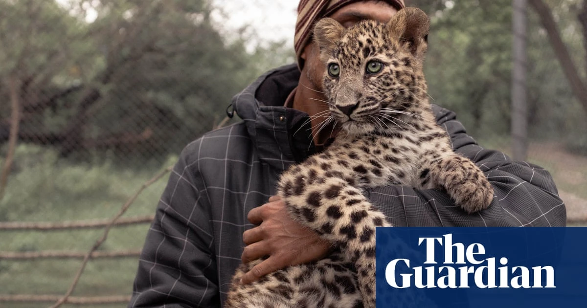 Shot, poisoned and beaten to death: why leopard killings are soaring in Pakistan