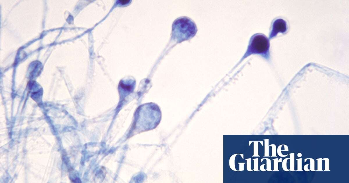 Science Weekly The Last of Us: could the next pandemic be fungal?