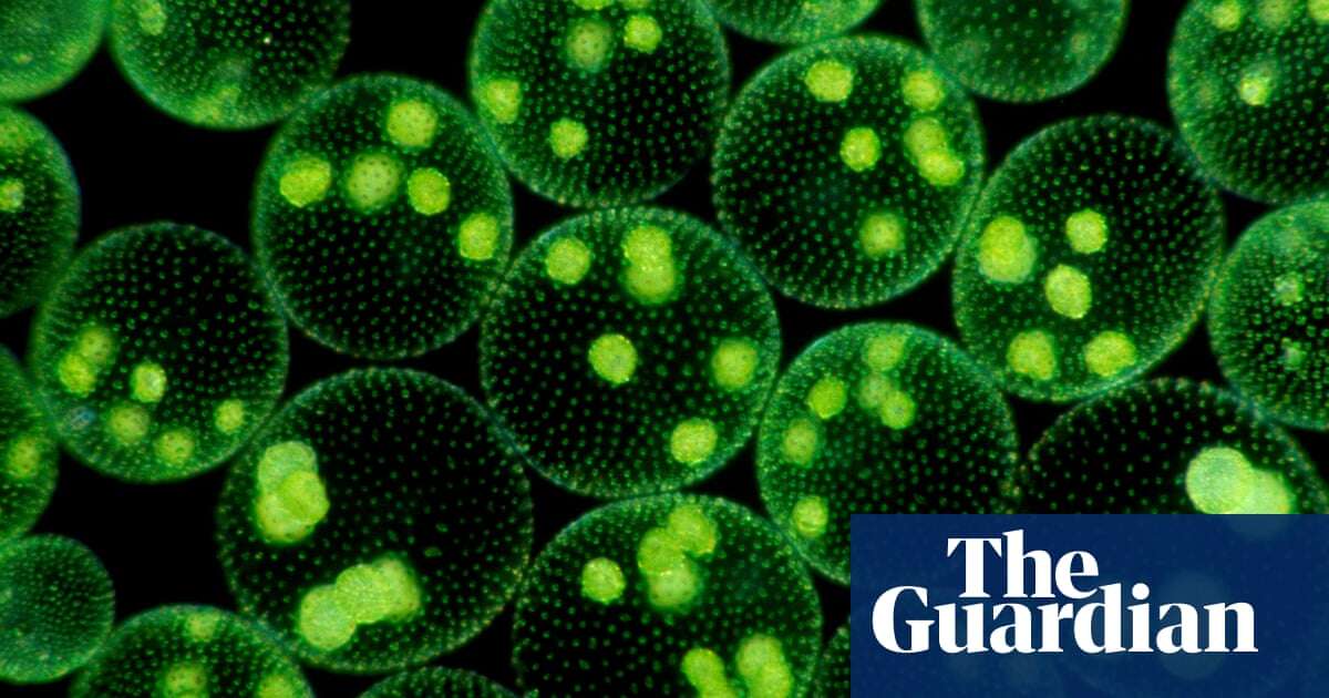 Strange and wondrous creatures: plankton and the origins of life on Earth  – podcast